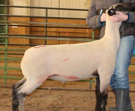 The side of the lamb is shown, and the person stands to the side and holds the lamb under their jaw.