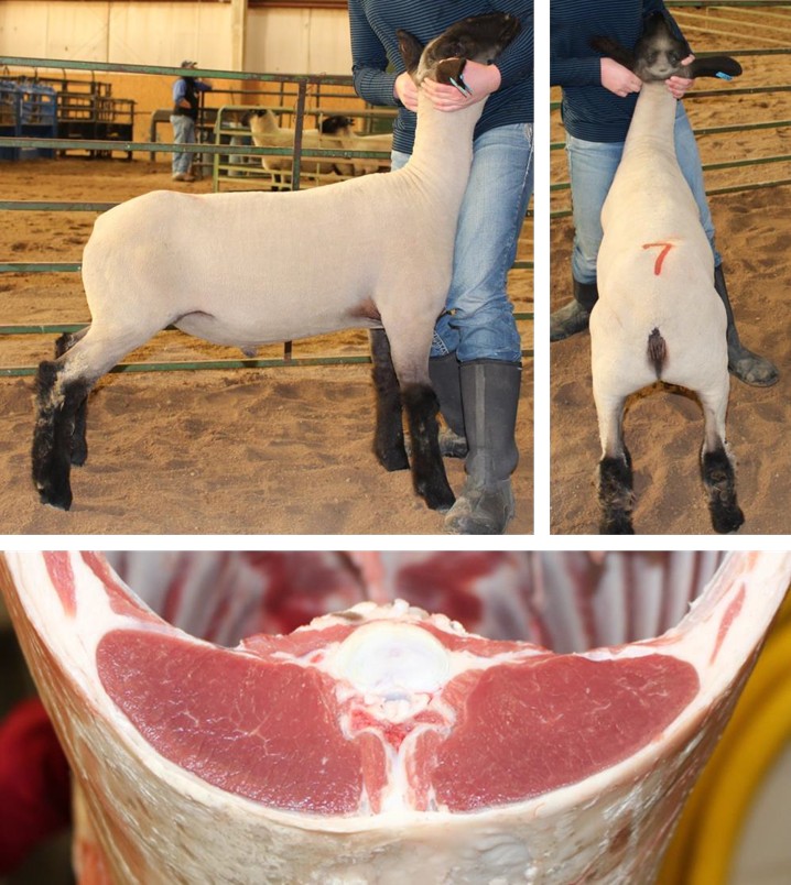 In the top left image, the side of the lamb is shown, and the person stands to the side and holds the lamb under their jaw. In the top right image, the back of the lamb is shown, and the person stands to the side and holds the lamb under their jaw. In the bottom image, a close up of the back fat cut is shown.