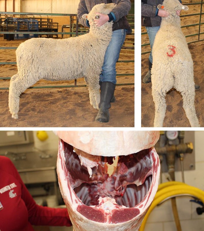 In the top left image, the side of the lamb is shown, and the person stands to the side and holds the lamb under their jaw. In the top right image, the back of the lamb is shown, and the person stands to the side and holds the lamb under their jaw. In the bottom image, a close up of the back fat cut is shown.