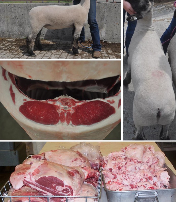 In the top left image, the side of the lamb is shown, and the person stands to the side and holds the lamb under their jaw. In the top right image, the back of the lamb is shown, and the person stands to the side and holds the lamb under their jaw. In the middle image, a close up of the back fat cut is shown. In the bottom image, the lamb cuts have been separated from the excess fat in two separate metal containers.