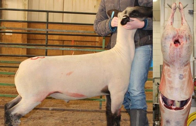On the left, a person showing a lamb. On the right, a hanging and cleaned lamb carcass.