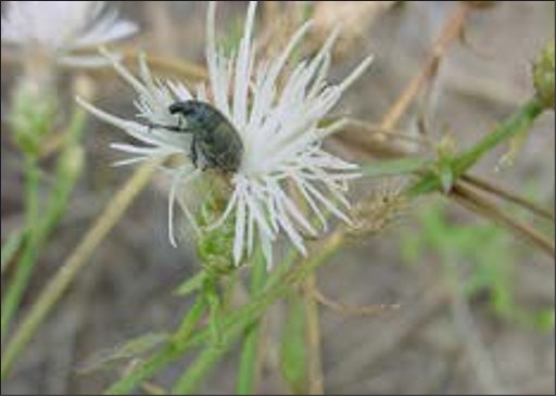 A small grey bug on a white flower with thin, long petals in a cluster and a spiky base.