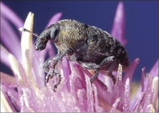 A small brown bug on a purple spotted knapweed flower.