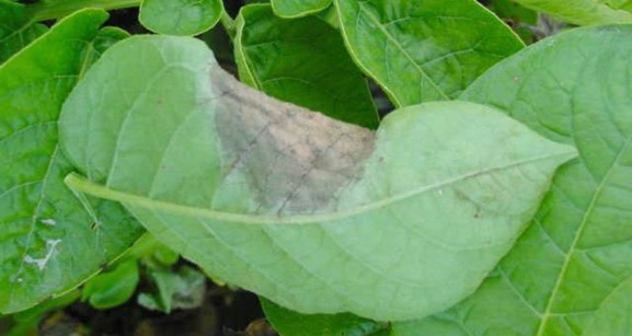 A leaf with a large grey spot.