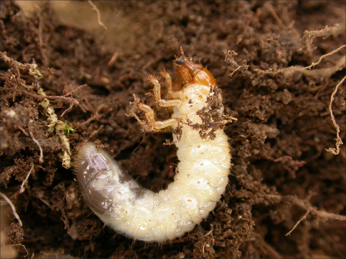 White grub in dirt with brown face and legs.