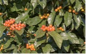 Shiny green leaves with clusters of red berry looking fruit.
