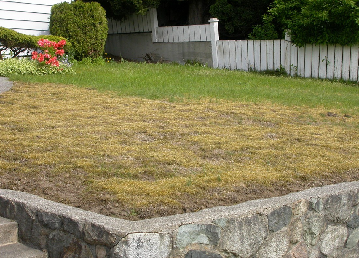 On the left, a patchy and yellow lawn. On the right, a healthy green lawn.