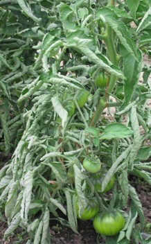 Figure 1A in the text. Tomato plant with large unripe green tomatoes and curled green leaves.