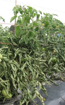 Figure 1B in the text. Green tomato plants with curved leaves in a row.