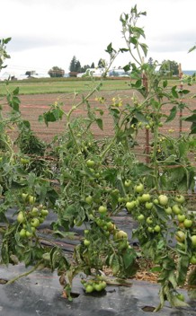 Figure 1C in the text. Green, bountiful tomato plants with curved leaves in a row.