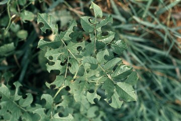 Rose leaves with large holes bitten out of the leaf.