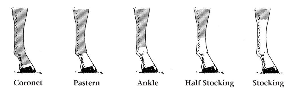 Illustration showing the various markings on horse legs.