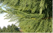 Green needles in flattened sprays of a Leyland Cypress tree.