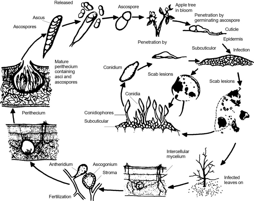 Life cycle of Apple scab, from infection to propagation. Details provided in surrounding text. 