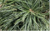 Green needles in bundles of five from a Limber Pine tree.