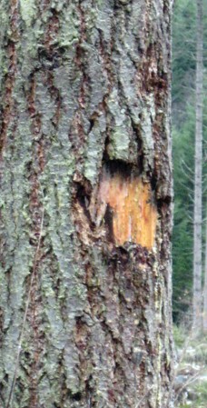 Tree trunk with missing bark.