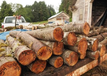 A pile of fresh cut brown logs.