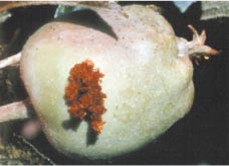 Pale green apple with brown fuzzy substance around a hole.