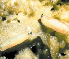 Two pale, worm-like, white larvae.