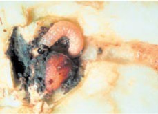 Pale orange larvae tunneling near a seed in apple core.