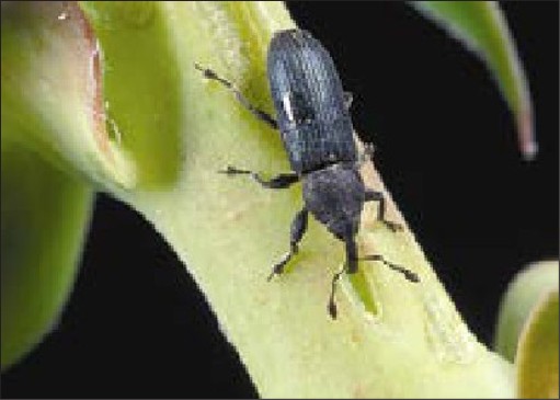 A small black bug.