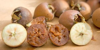 Two brown, round fruit that have been cut in half. On the left and right, the halves of the unripe fruit, which is a pale tan inside. In the center, the halves of the ripe fruit, which are brown and mushy inside.