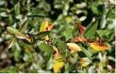 Small green and yellow leaves of a Mentor Barberry shrub.