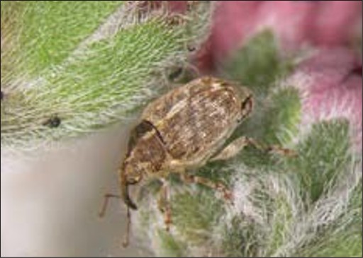 A small brown bug.