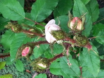 A rose with a fuzzy, mossy-looking stem.