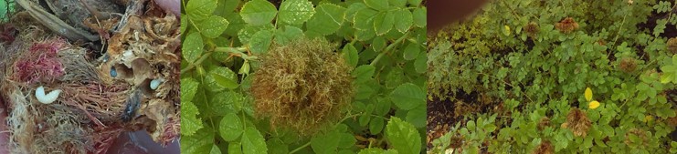 In the left photo, an opened brown moss ball with white worms tunneling inside. In the middle picture, a green moss ball on the top of a rose bush. In the right picture, a rose bush with many large moss balls on top.