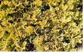Multi-stemmed groundcover plant with gold foliage.