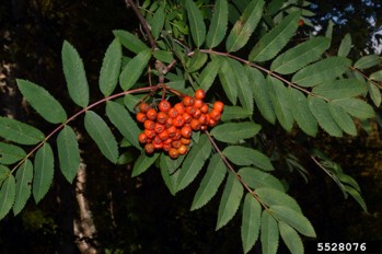 Green leaves with a bunch of red berries in the center.