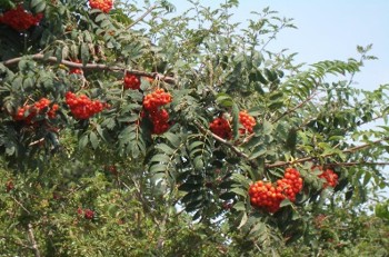 Clusters of orange round fruit on a leafy tree branch.