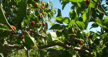 Different stages of ripeness on a mulberry bush. The colors span from pale red cluster berries, red cluster berries, and black cluster berries.