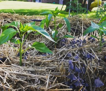Mushrooms grow out of a hay bale next to plant sprouts.