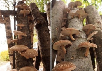Beige mushrooms growing on a bolt.