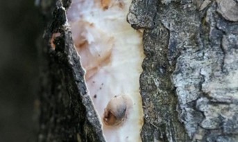 Bark pulled back to reveal a white mushroom sheet forming between the bark and wood.