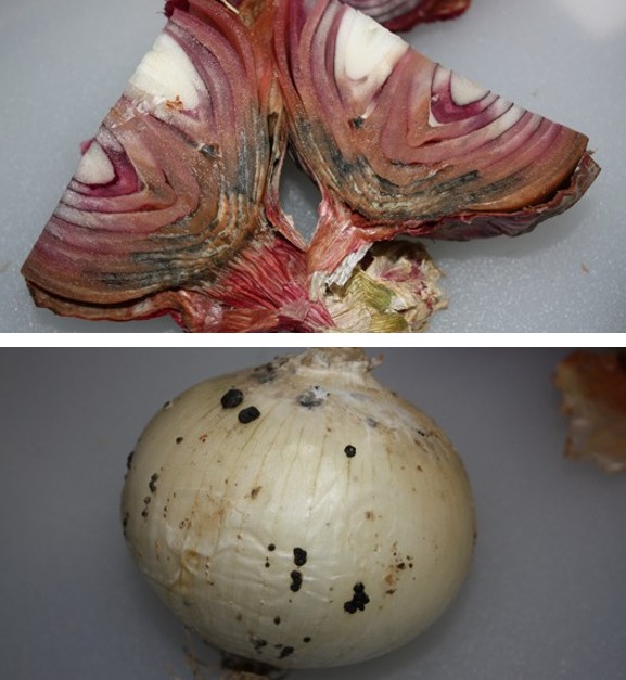 Top Image: Purple-colored onion split in half, with black discoloration near neck. Bottom Image: Whole white-colored onion with black spots and brown discoloration.
