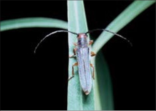 A long black bug with long antennae.