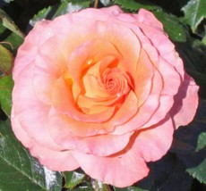 A light pink rose that transitions to orange in the center of the rose.