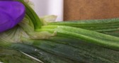 Diseased onion leaf with yellow streaks pulled back to reveal healthier underlayer.