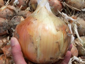 Tan-colored onion.