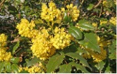 Shrub with shiny green leaves and yellow flowers.