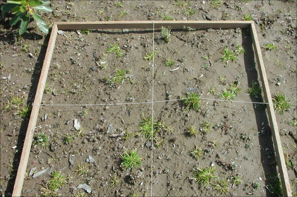 A light colored soil with a square wooden frame. Two perpendicular wires divide the frame into quarters.