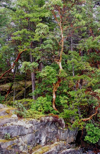 A large Pacific madrone grows on the edge of rocky cliff in the wild.