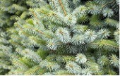 Globe shape shrub with blue-green needles tipped with silver.