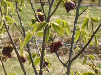 Brown, spherical flowers on the branches.