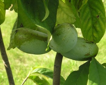 Large, green, oval-shaped fruits in a group of three near the branch.