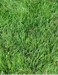 Light and fine perennial Ryegrass.
