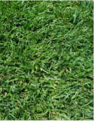 Thicker green grass.